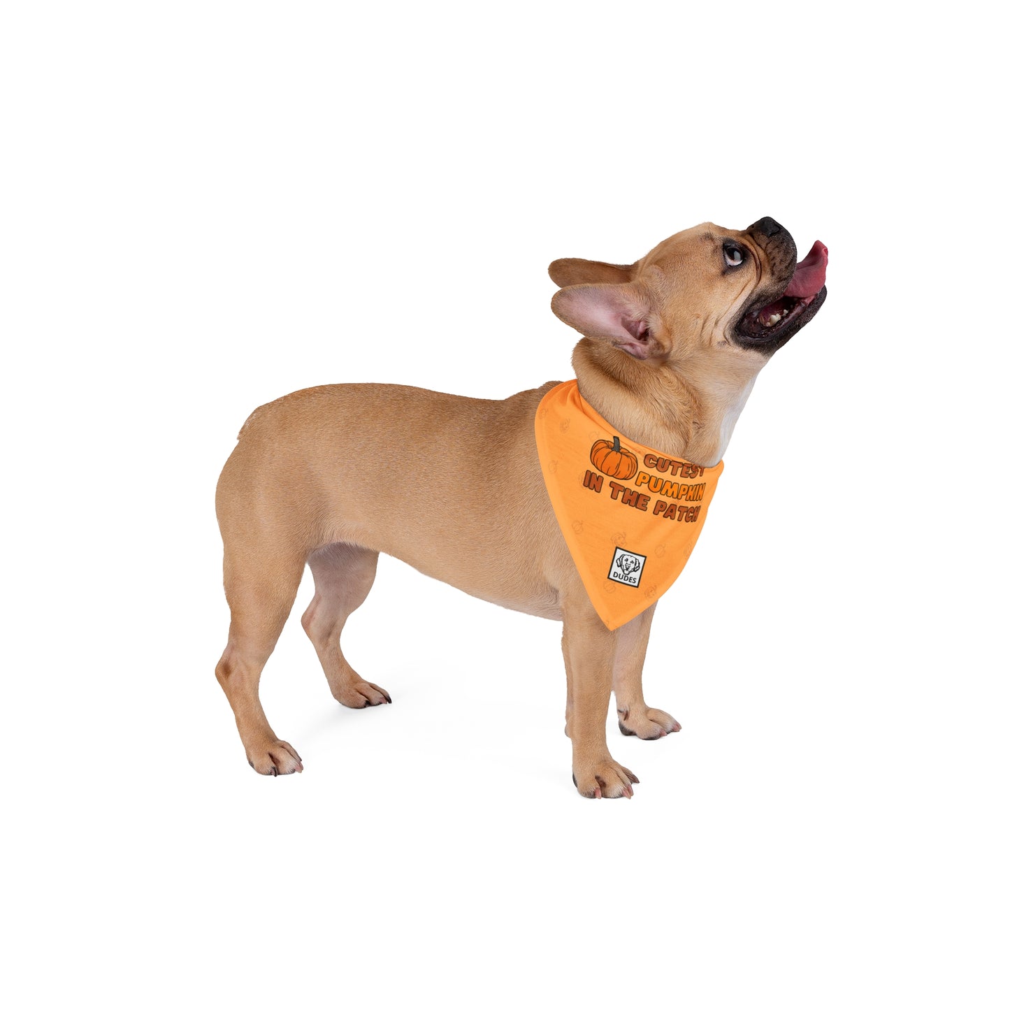 Cutest Pumpkin | Doggy Bandana