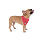 Festive Red | Dog Bandana